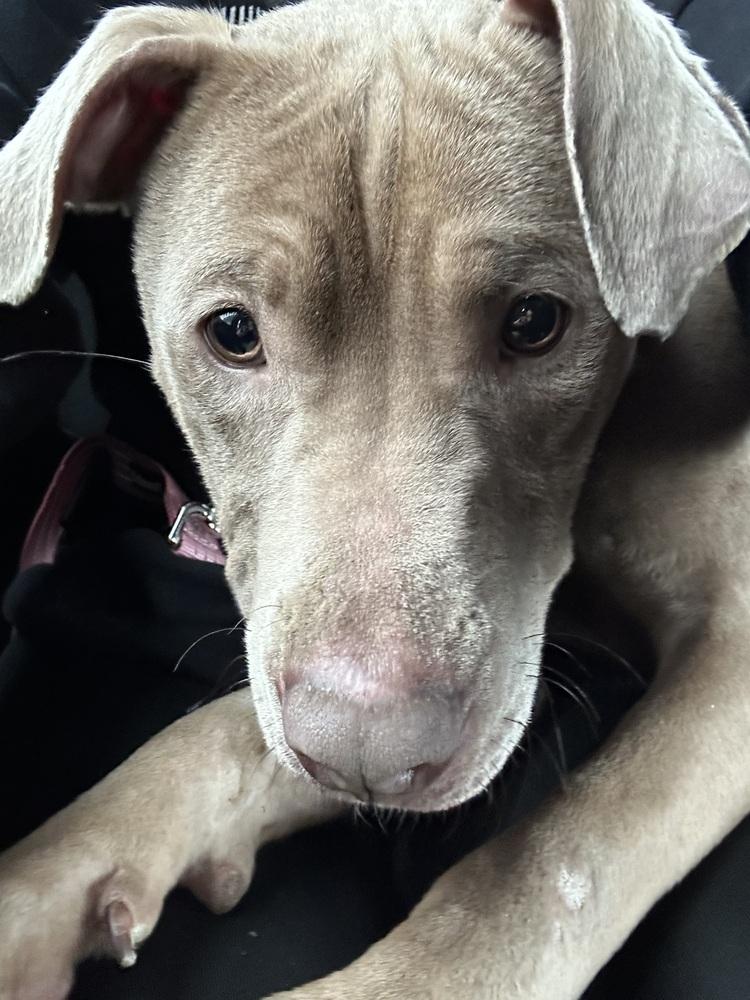 Chad, a Adoptable mixed breed in Coldwater, MI image 6/6