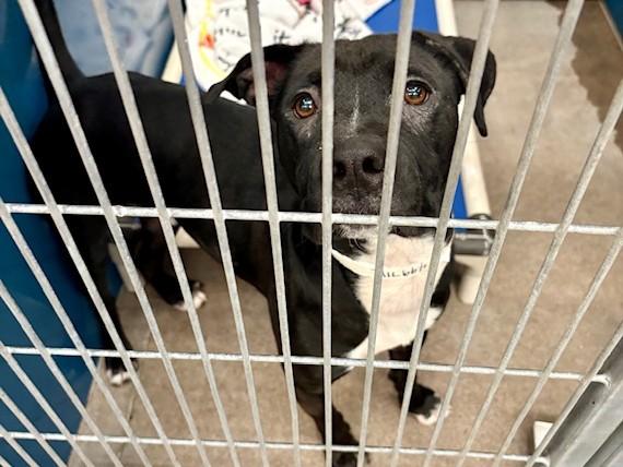 Enlarge GHOST, a Adoptable mixed breed in Phoenix, AZ image 1/1