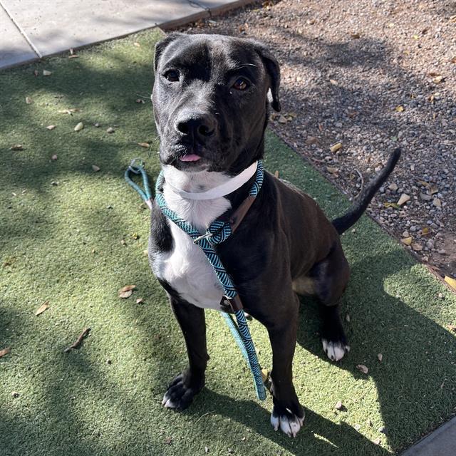 GHOST, Adoptable, Young Male Labrador Retriever & Pit Bull Terrier.