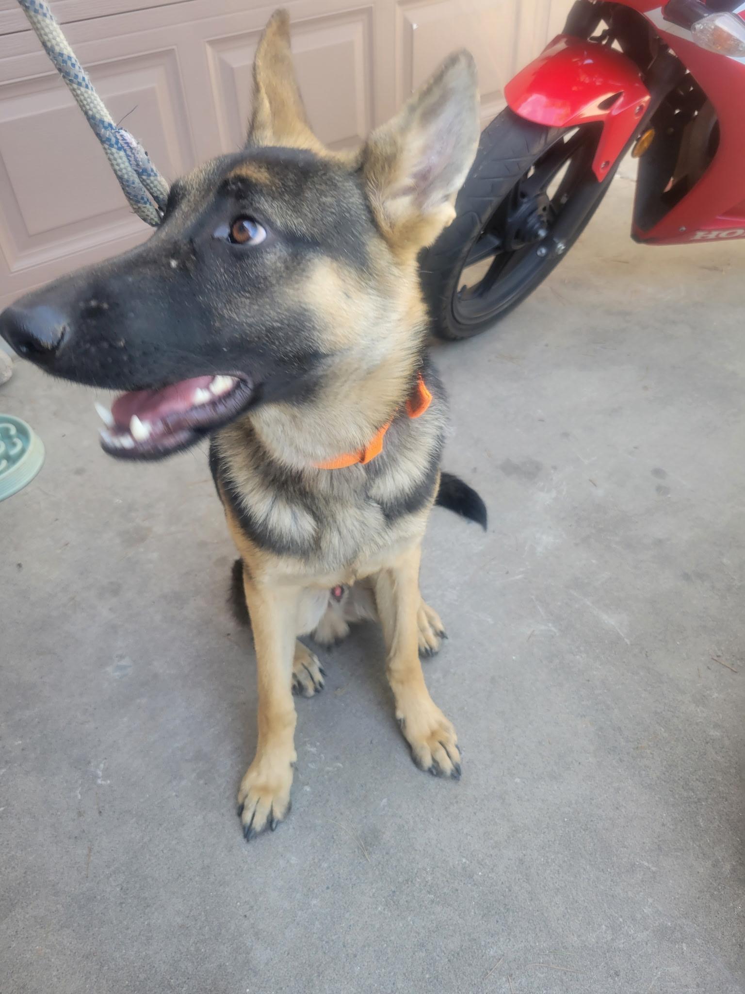 Enlarge Bo, a ADOPTABLE German Shepherd Dog in Cave Creek, AZ image 2/3