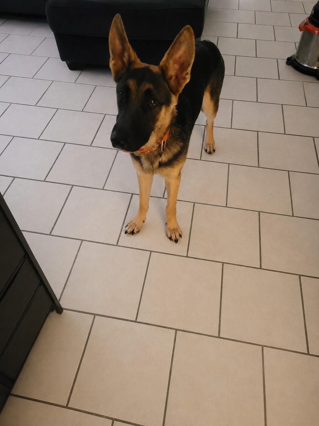 Enlarge Bo, a ADOPTABLE German Shepherd Dog in Cave Creek, AZ image 3/3