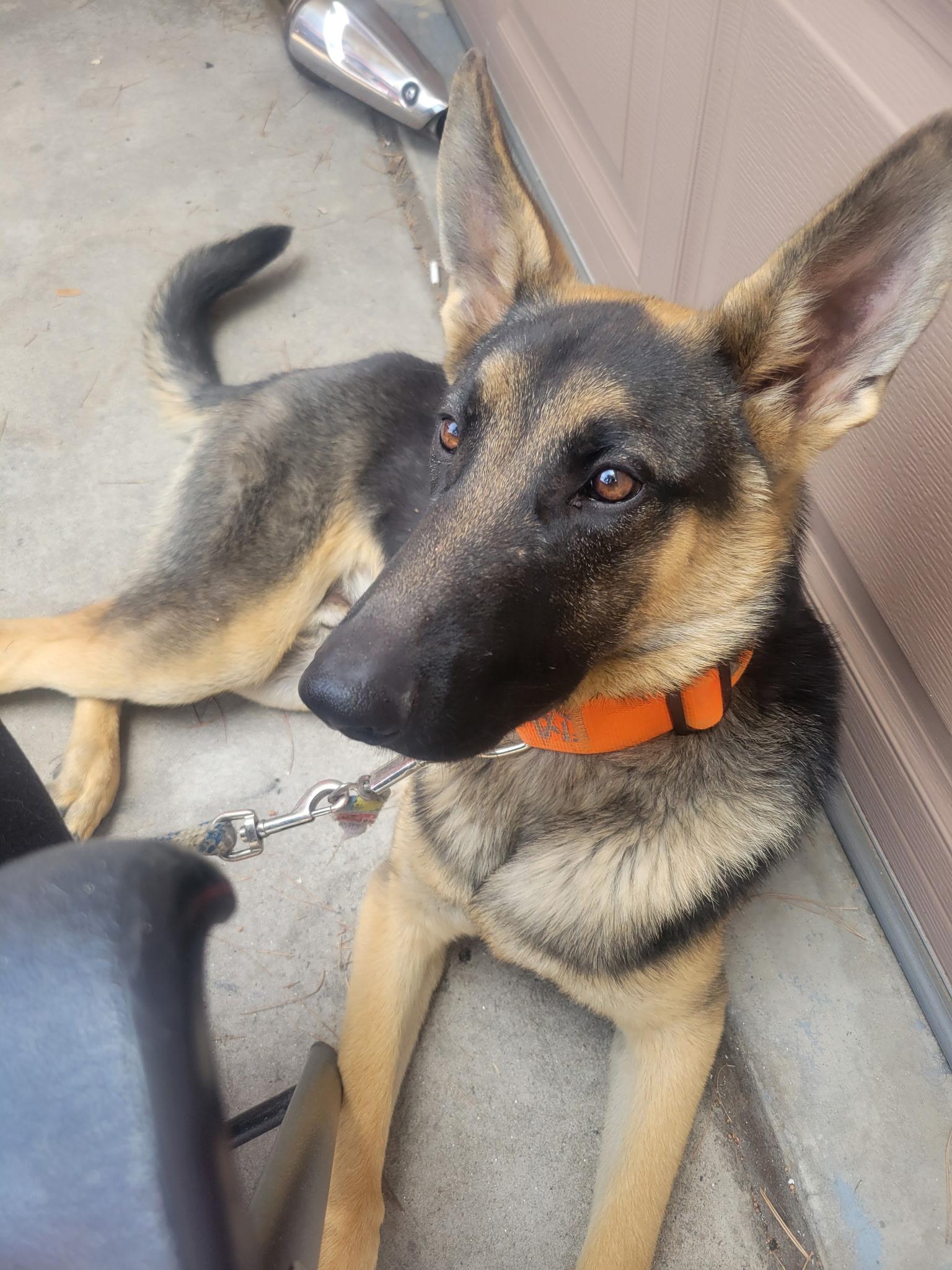 Enlarge Bo, a ADOPTABLE German Shepherd Dog in Cave Creek, AZ image 1/3