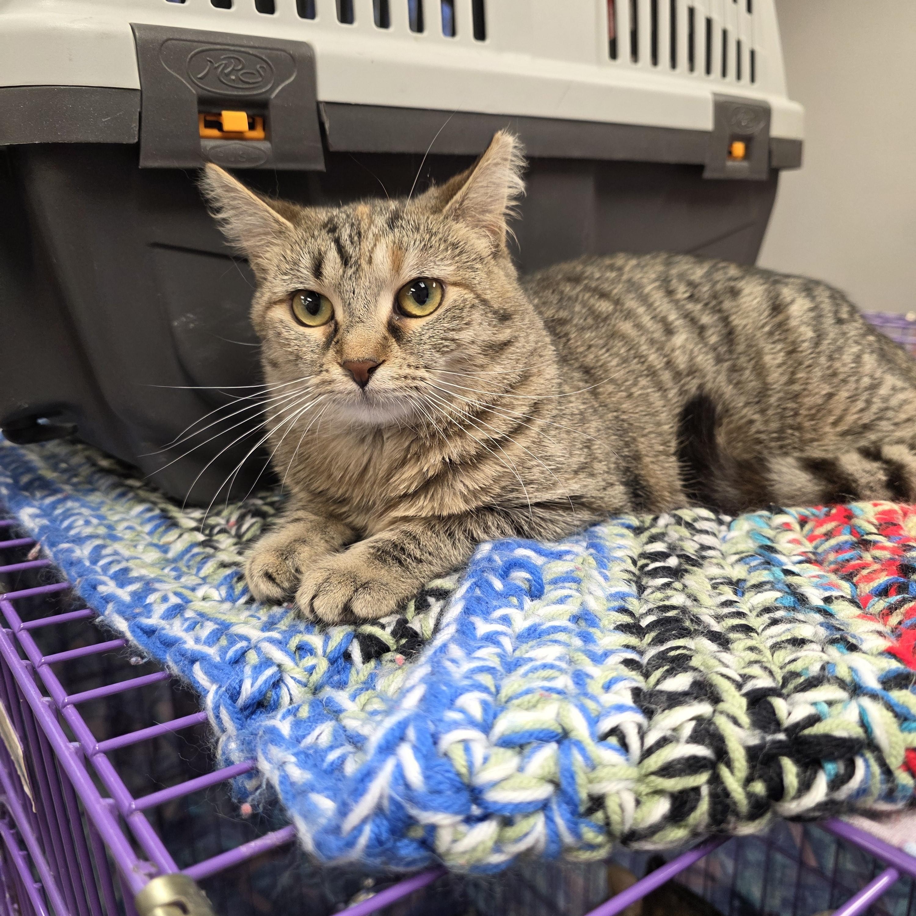 Munchkin, ADOPTABLE, Young Female Domestic Short Hair.