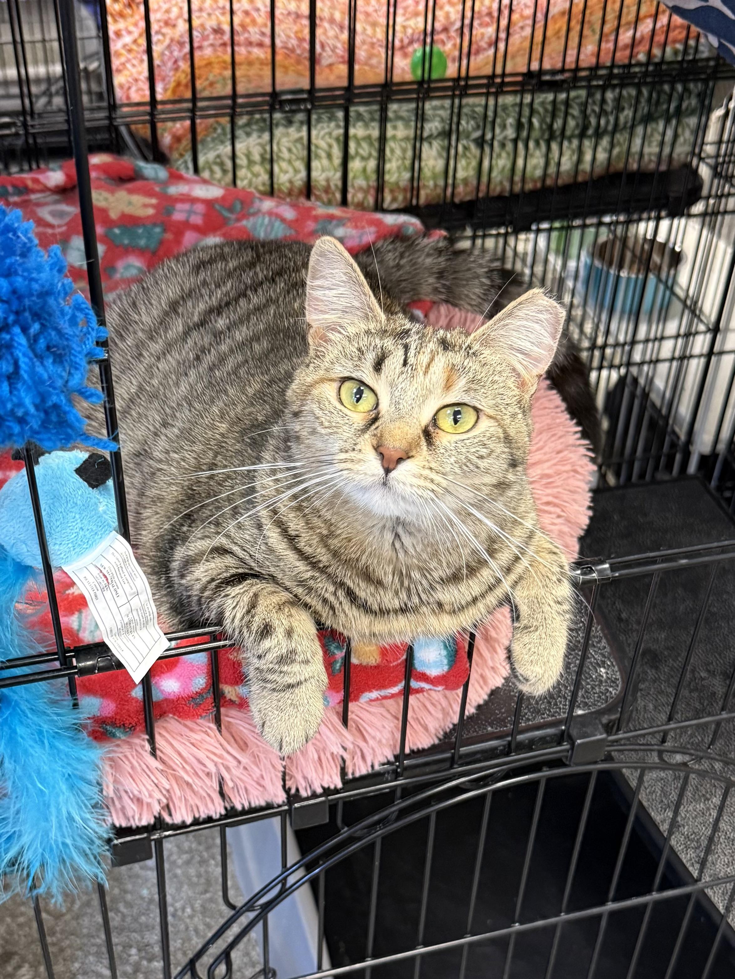 Munchkin, a ADOPTABLE Domestic Short Hair in Hamburg, NY image 2/2
