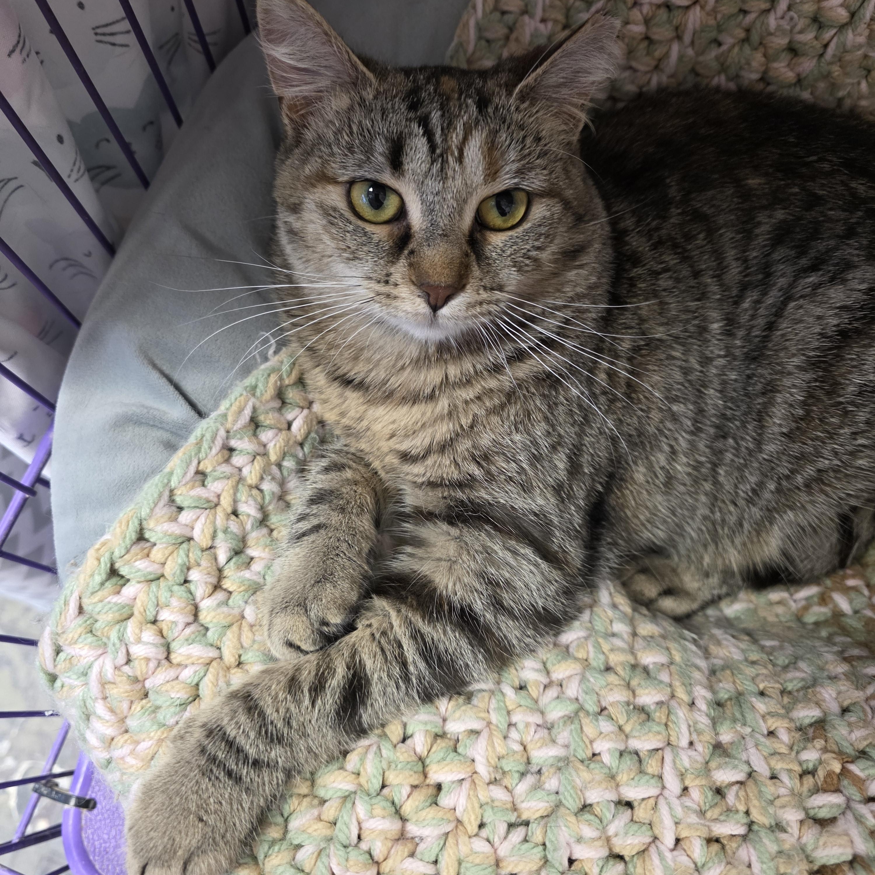 Enlarge Munchkin, a ADOPTABLE Domestic Short Hair in Hamburg, NY image 2/2