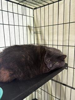 faye, Adoptable, Adult Female Domestic Short Hair.