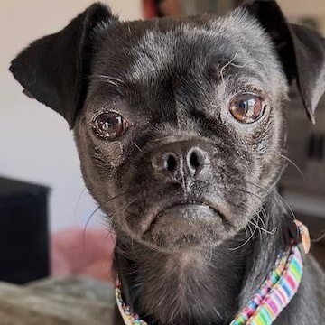 Enlarge Smokey, a Adoptable mixed breed in Sun Valley, CA image 3/5