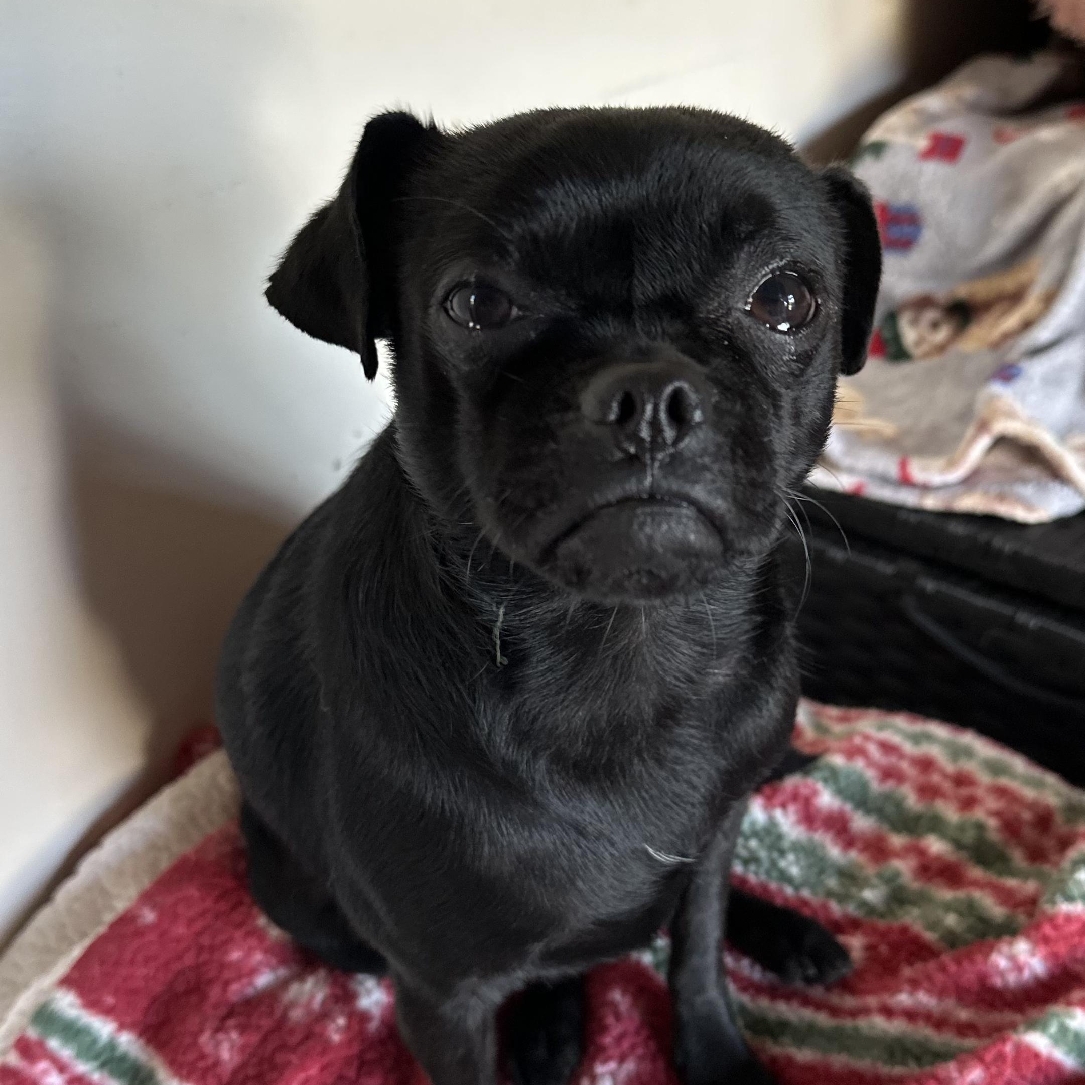 Enlarge Smokey, a Adoptable mixed breed in Sun Valley, CA image 1/5