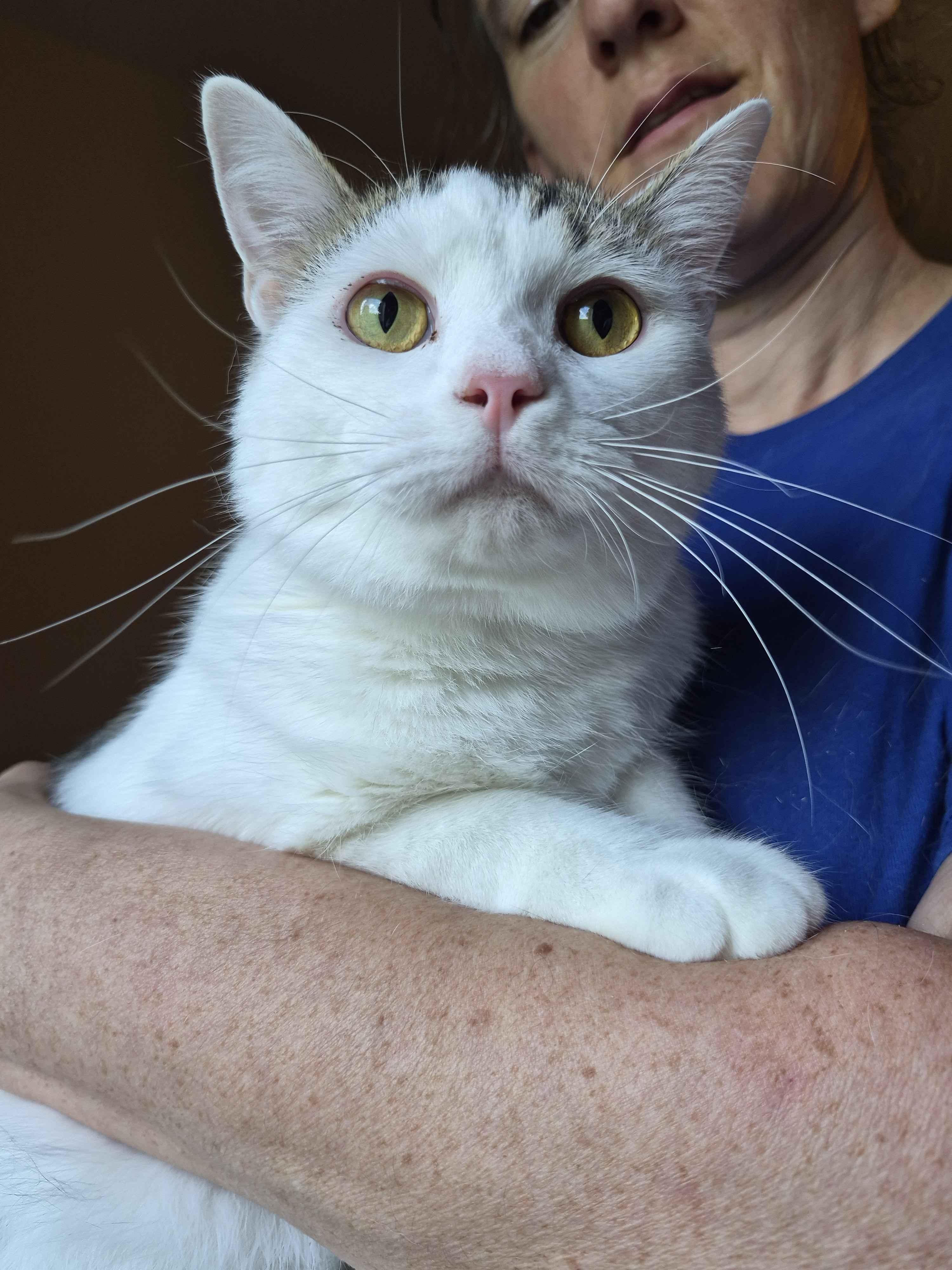 Enlarge Patrick, a Adoptable Domestic Short Hair in Kenosha, WI image 5/6