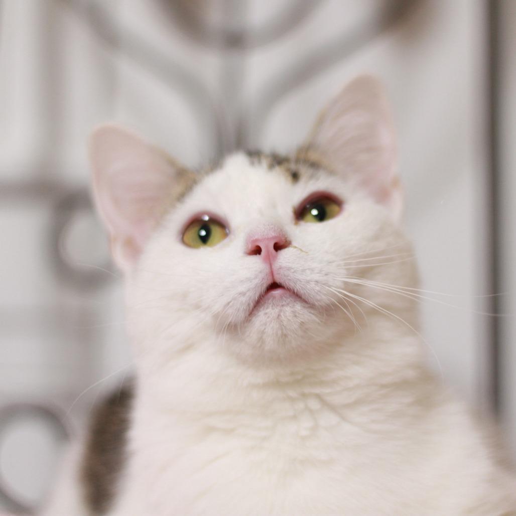 Enlarge Patrick, a Adoptable Domestic Short Hair in Kenosha, WI image 4/6