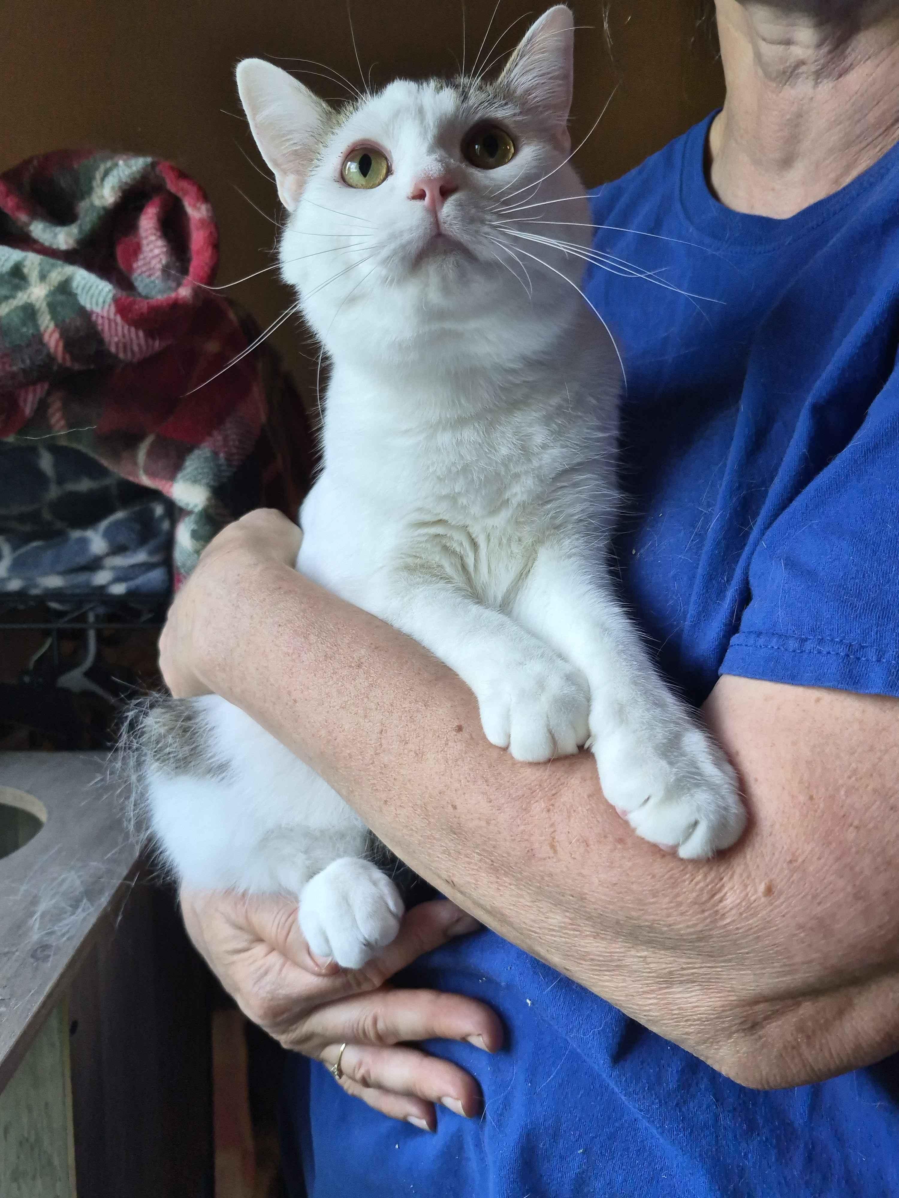 Enlarge Patrick, a Adoptable Domestic Short Hair in Kenosha, WI image 6/6