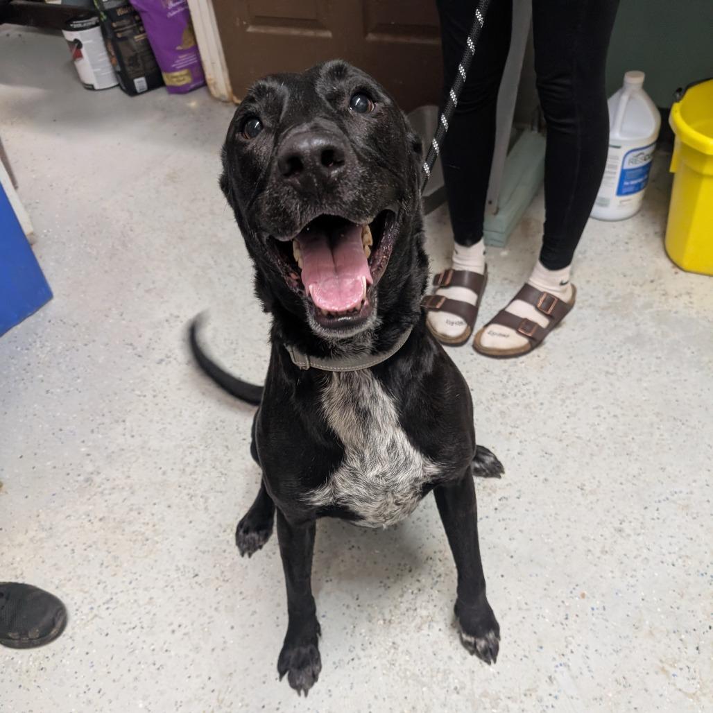 Finn, Adoptable, Adult Male Mixed Breed.