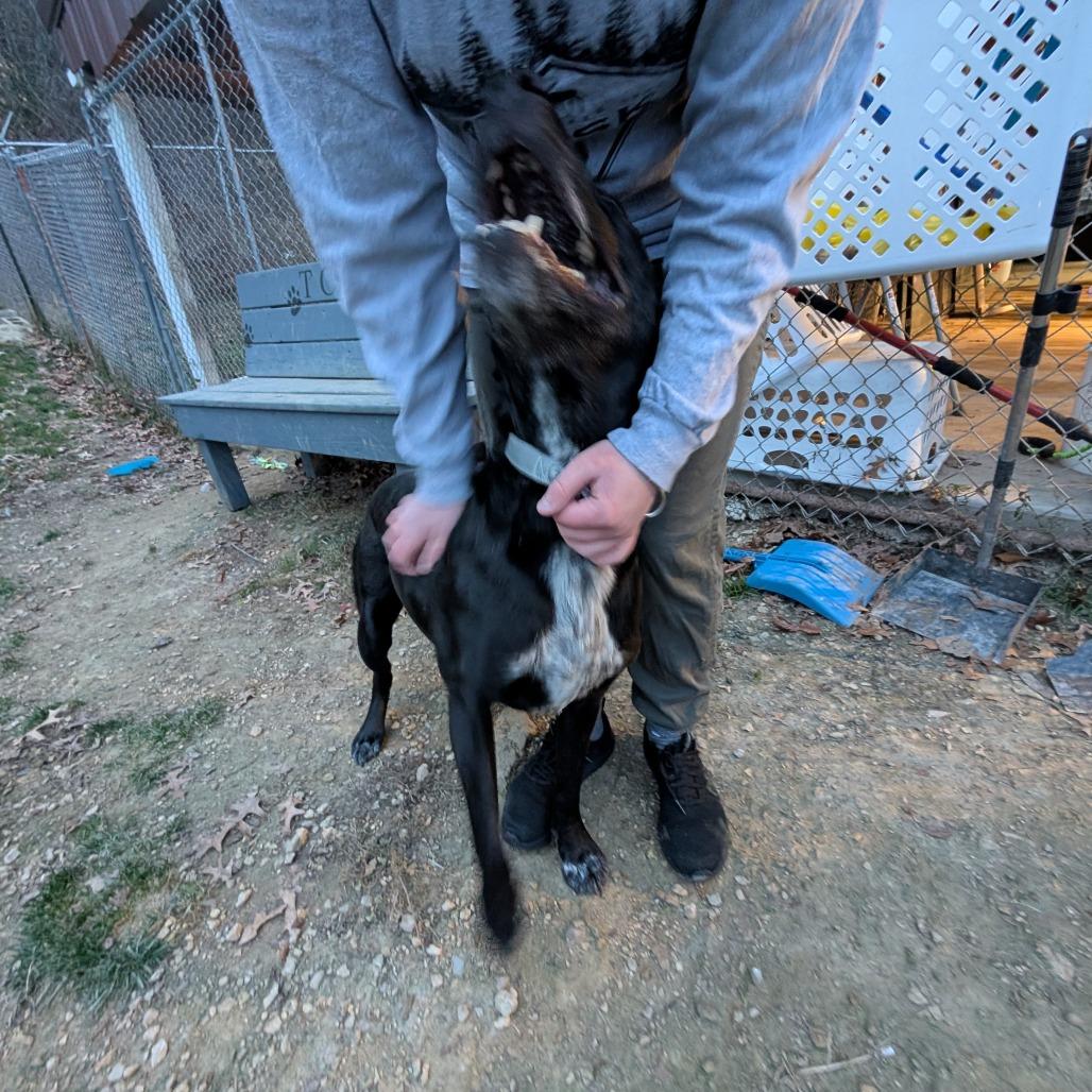 Finn, a Adoptable Mixed Breed in Blair, WI image 3/6