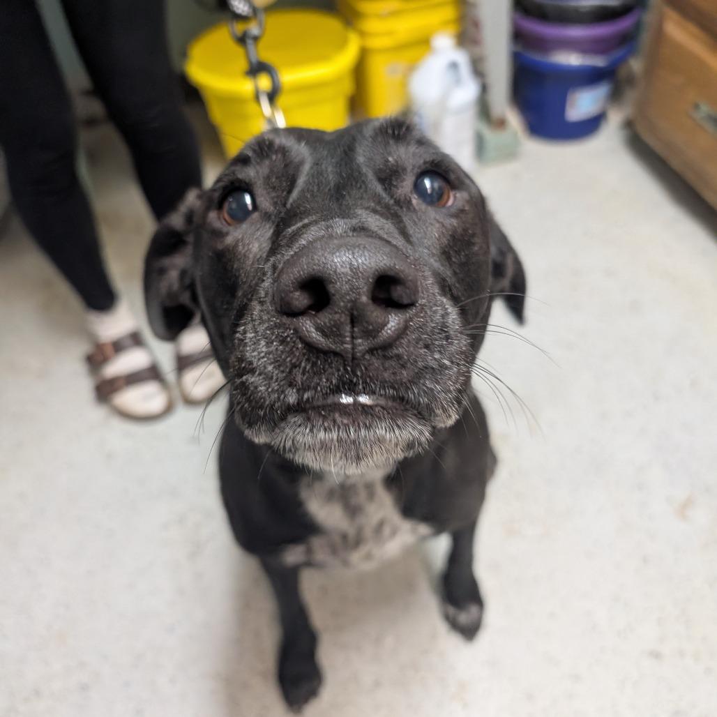 Finn, a Adoptable Mixed Breed in Blair, WI image 5/6