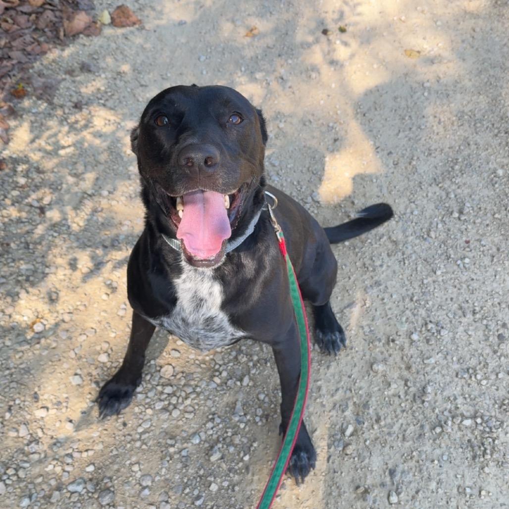 Finn, a Adoptable Mixed Breed in Blair, WI image 6/6