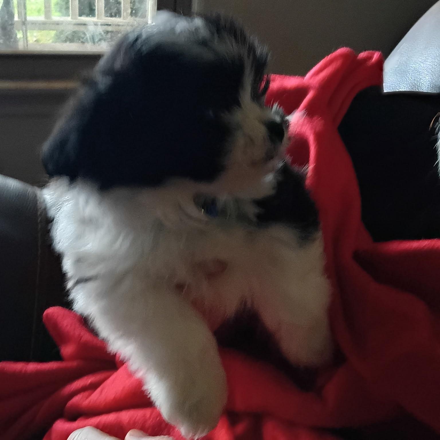 Enlarge BOWIE, an adopted mixed breed in Stuart, VA image 2/2
