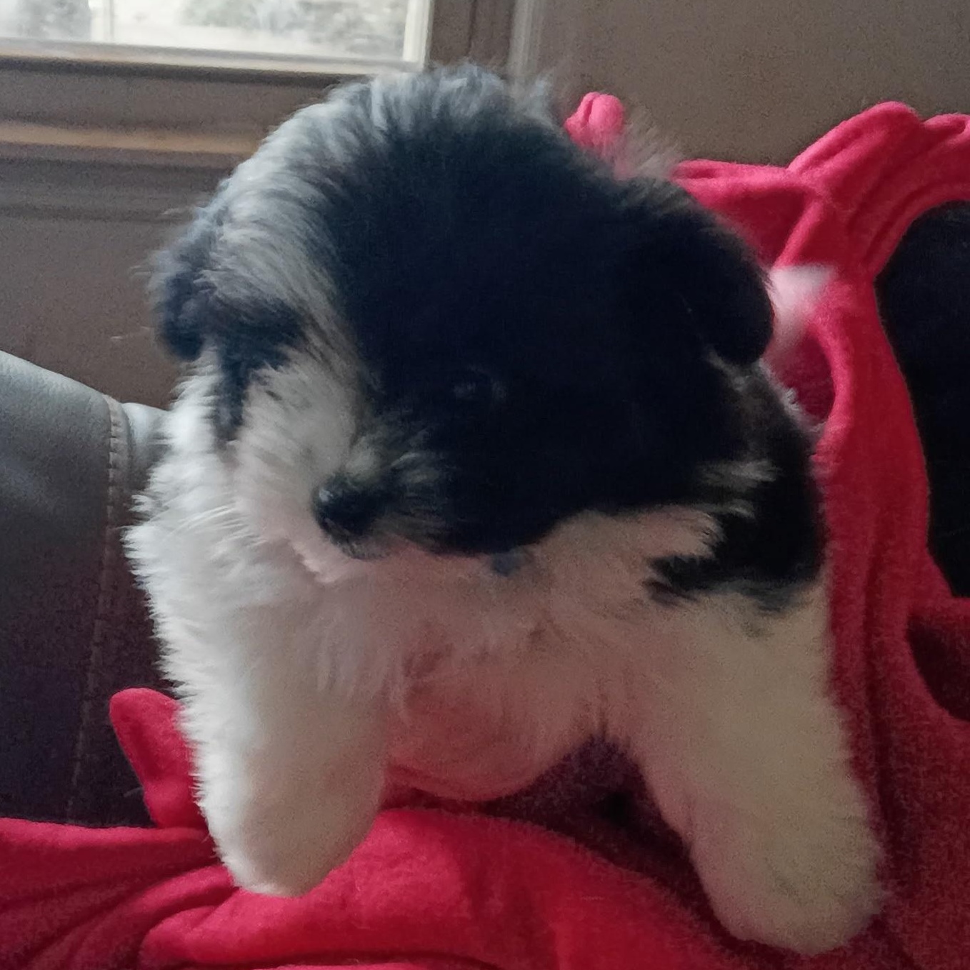 Enlarge BOWIE, an adopted mixed breed in Stuart, VA image 1/2