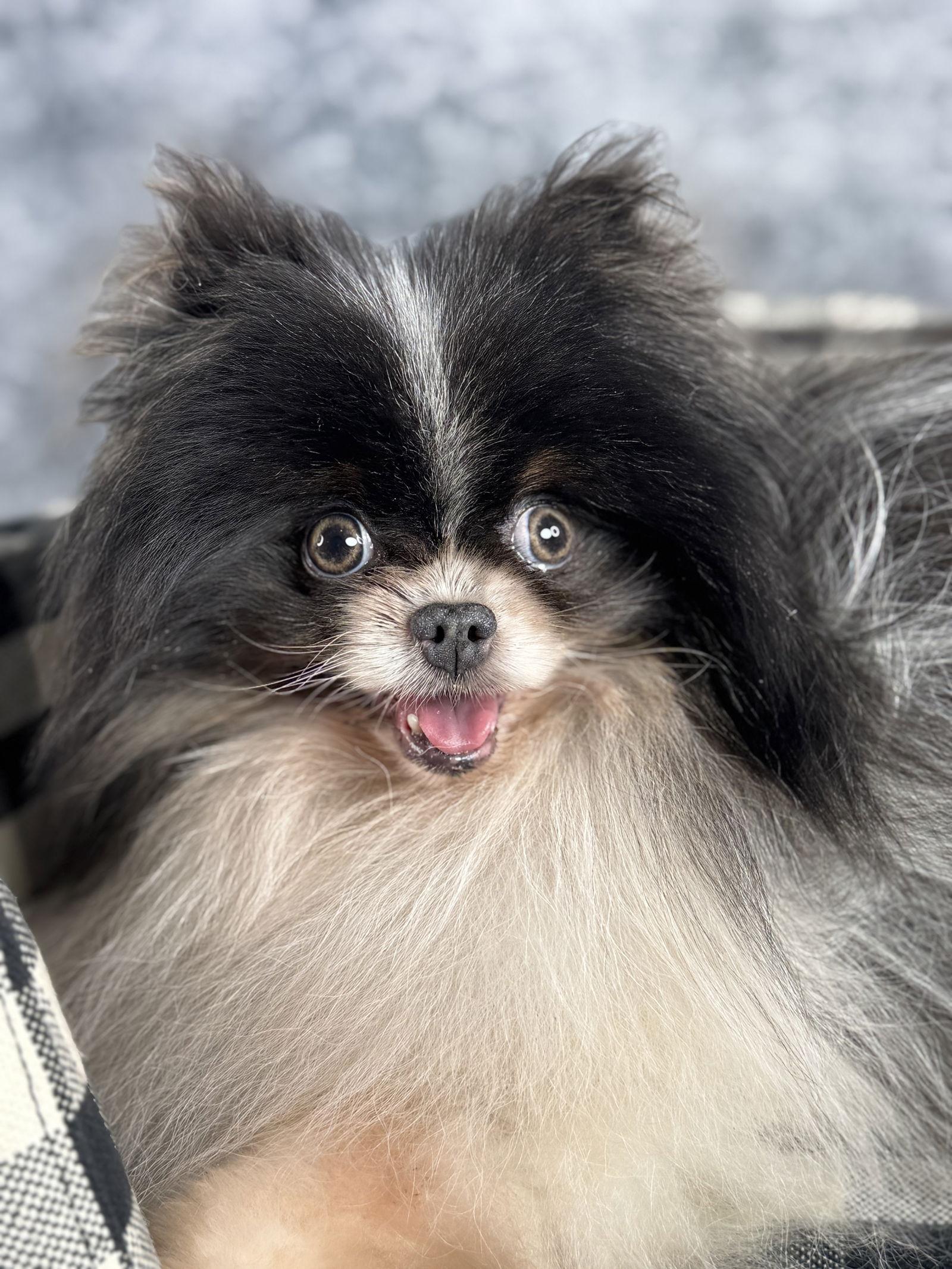 Mohawk, Adoptable, Adult Male Pomeranian.