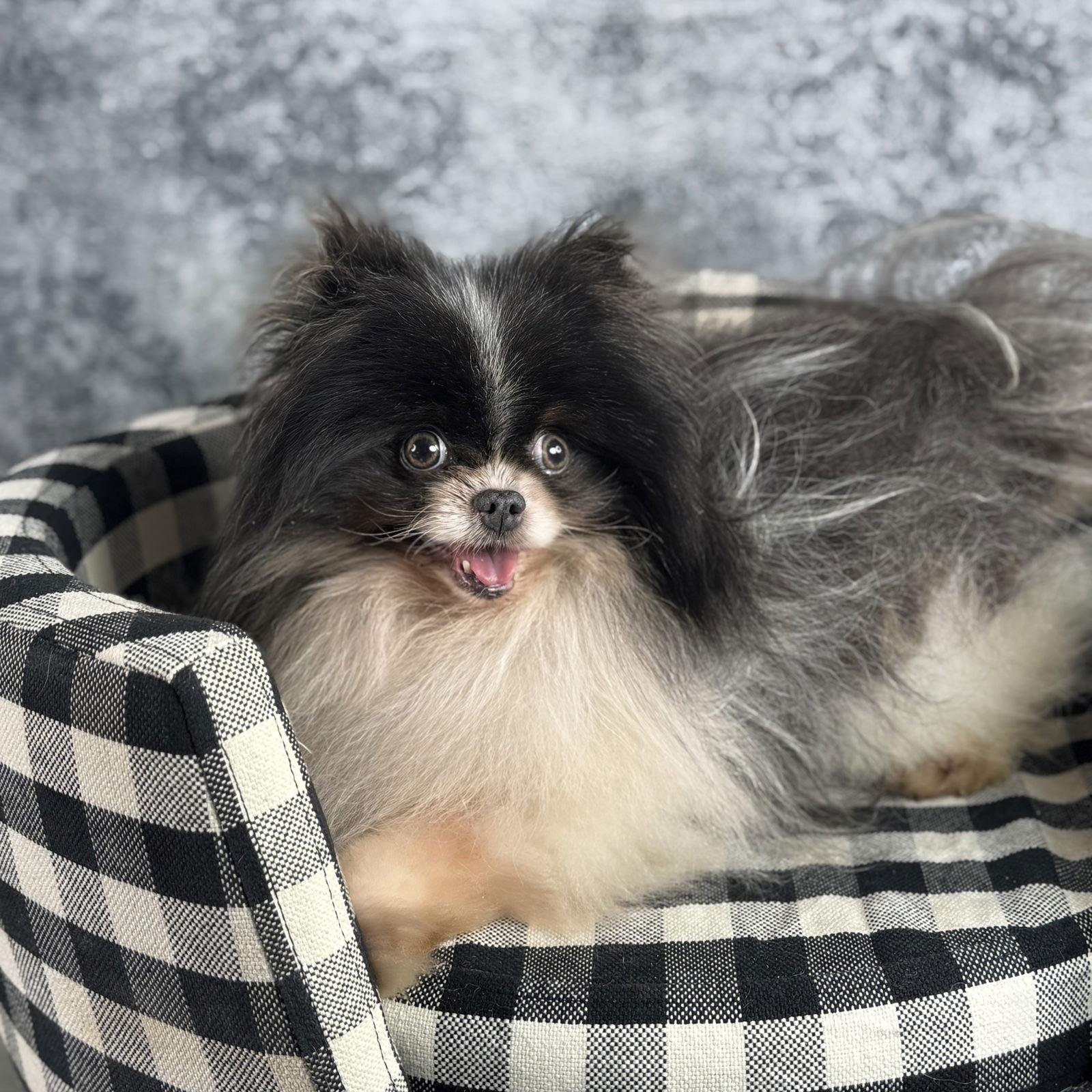 Enlarge Mohawk, a Adoptable Pomeranian in Garland, TX image 3/3