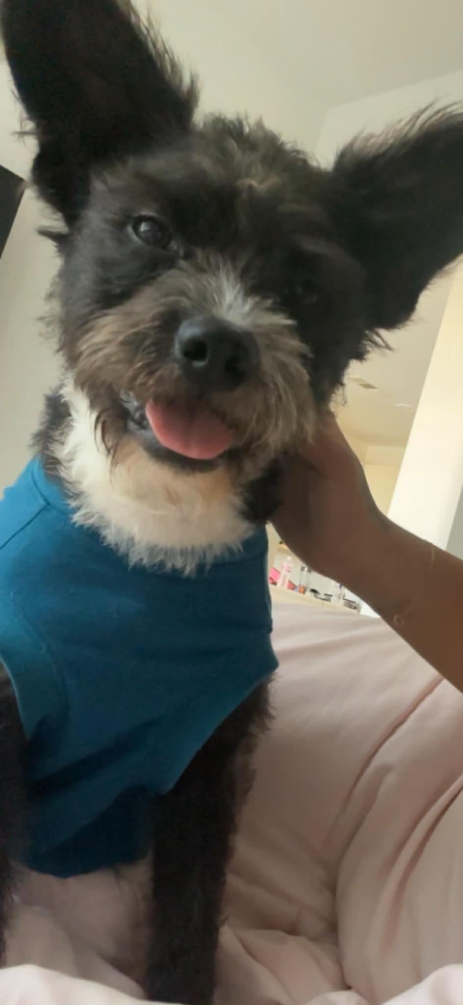 Enlarge Jack, an adopted mixed breed in rocky hill, CT image 1/4