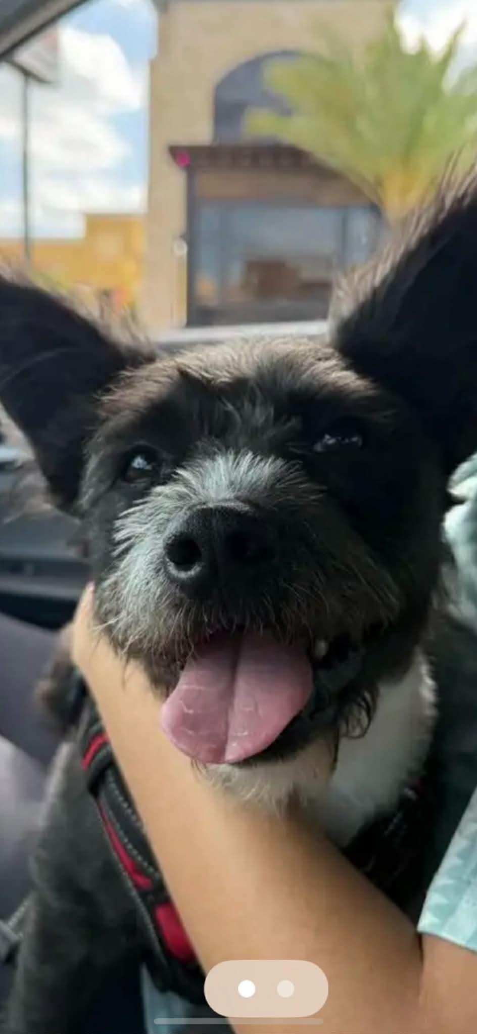 Enlarge Jack, an adopted mixed breed in rocky hill, CT image 2/4