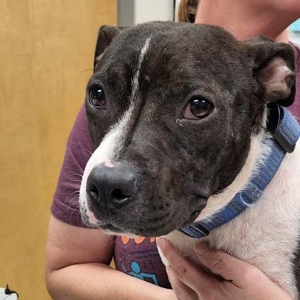 Mia - 072308T, Adoptable, Young Female Pit Bull Terrier.