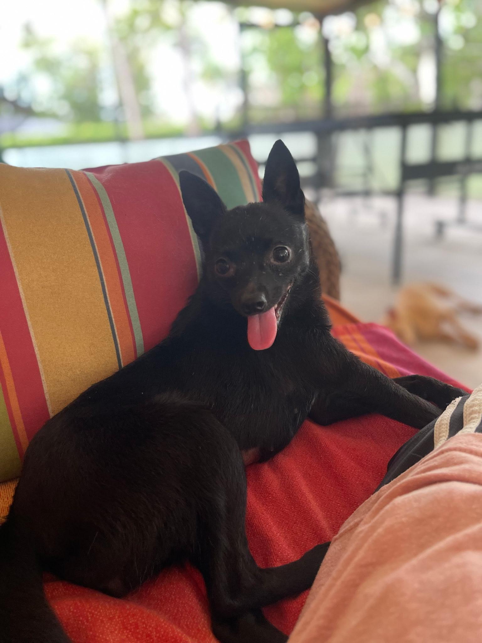 Uma Thurman , an adopted mixed breed in Lake Worth, FL image 3/5