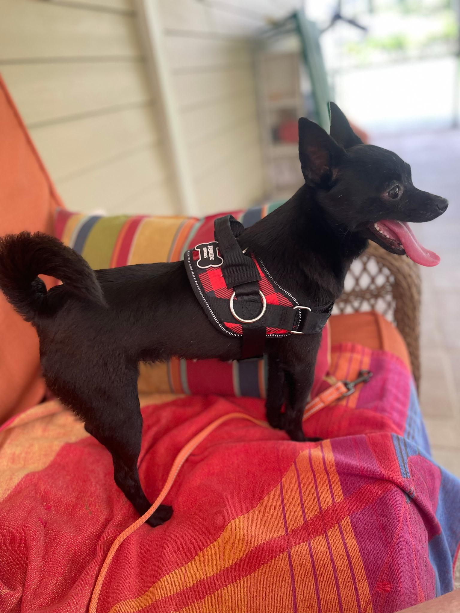 Uma Thurman , an adopted mixed breed in Lake Worth, FL image 2/5