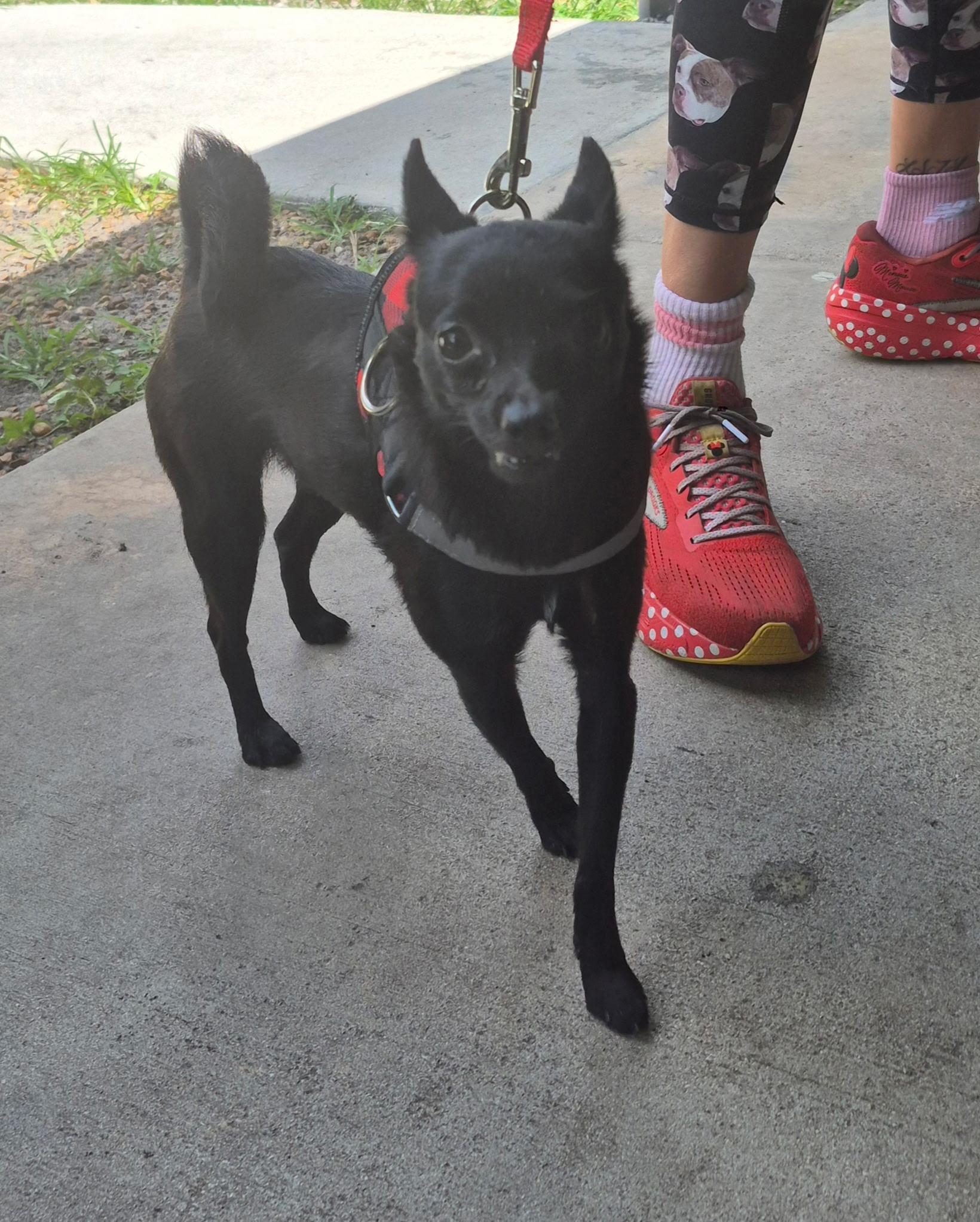 Uma Thurman , an adopted mixed breed in Lake Worth, FL image 5/5