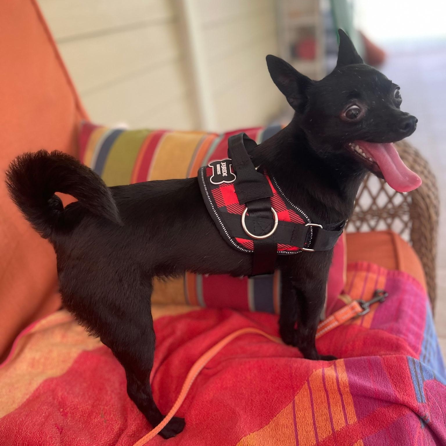 Uma Thurman , adopted, Young Female Chihuahua.