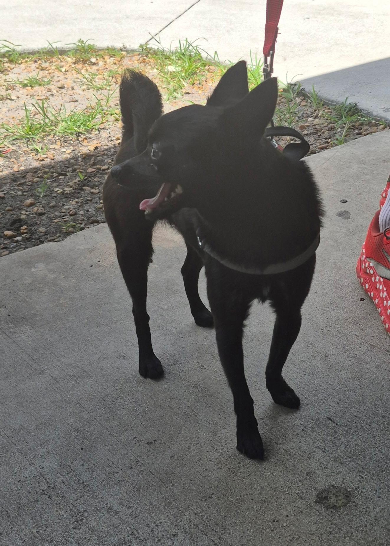 Uma Thurman , an adopted mixed breed in Lake Worth, FL image 4/5