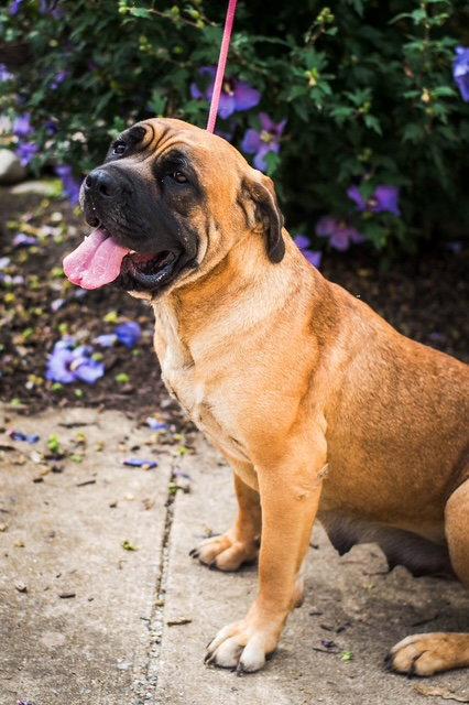Enlarge Norma, a Adoptable Mastiff in Chambersburg, PA image 1/3