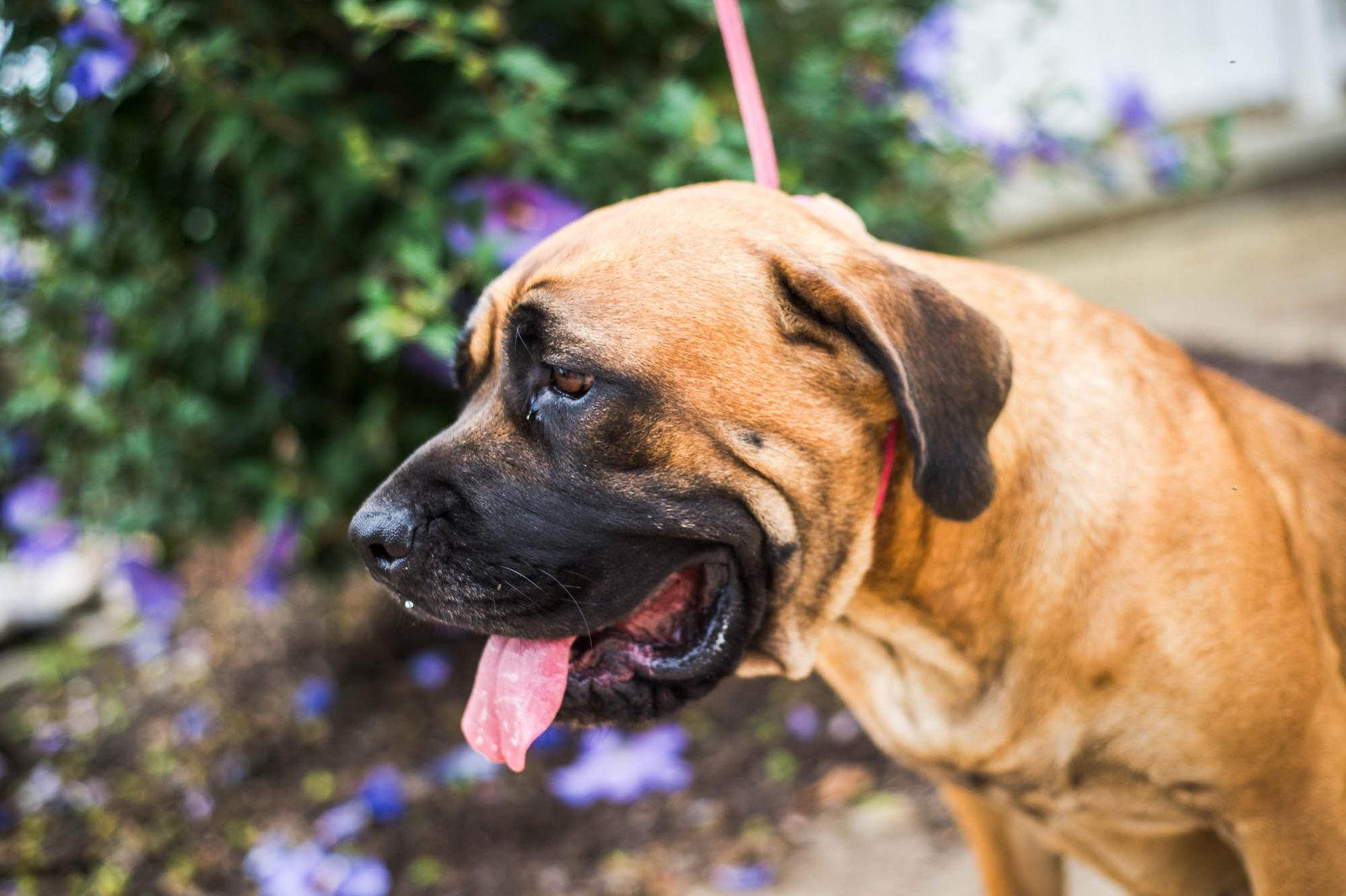 Enlarge Norma, a Adoptable Mastiff in Chambersburg, PA image 2/3