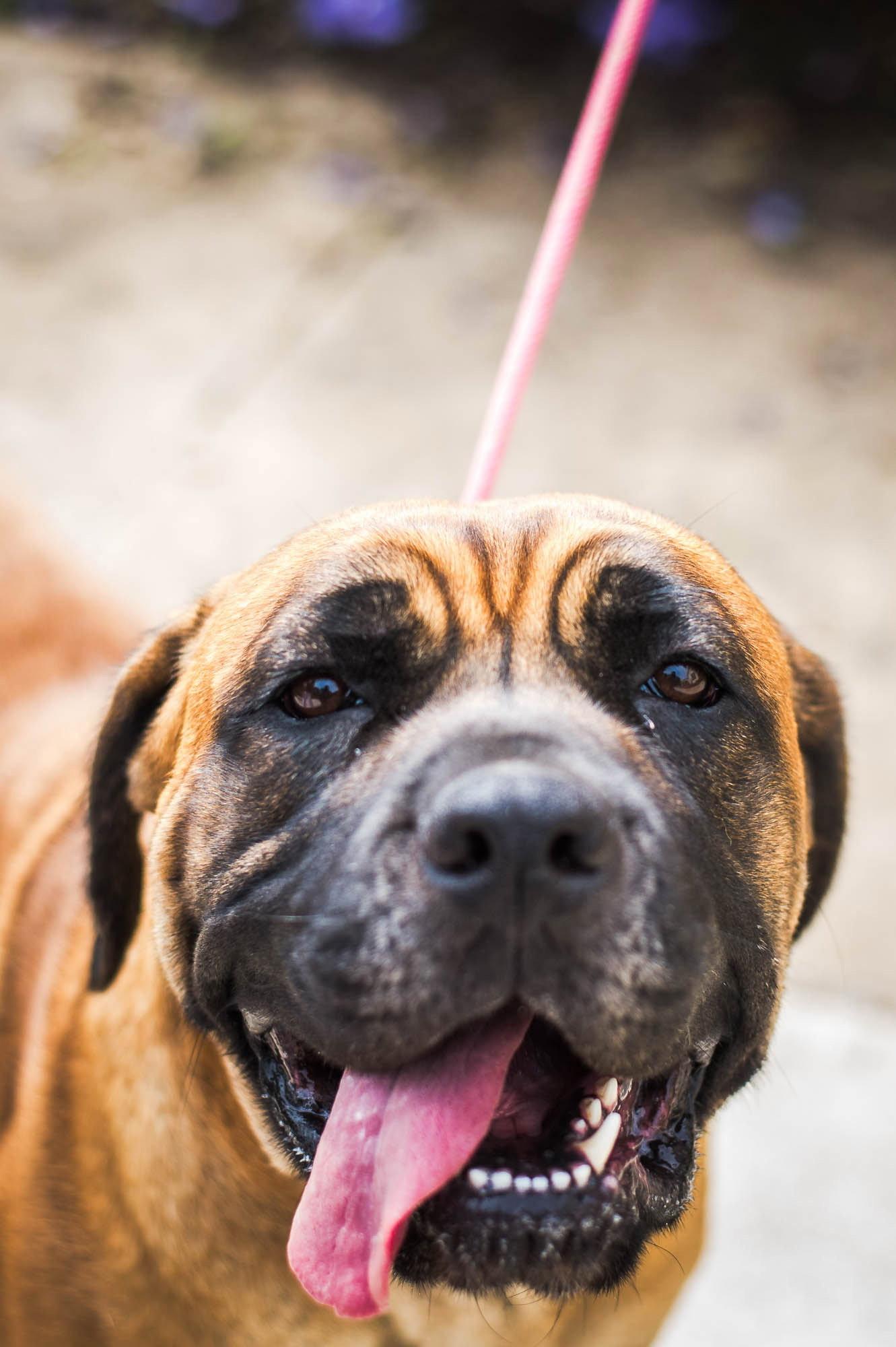 Enlarge Norma, a Adoptable Mastiff in Chambersburg, PA image 3/3