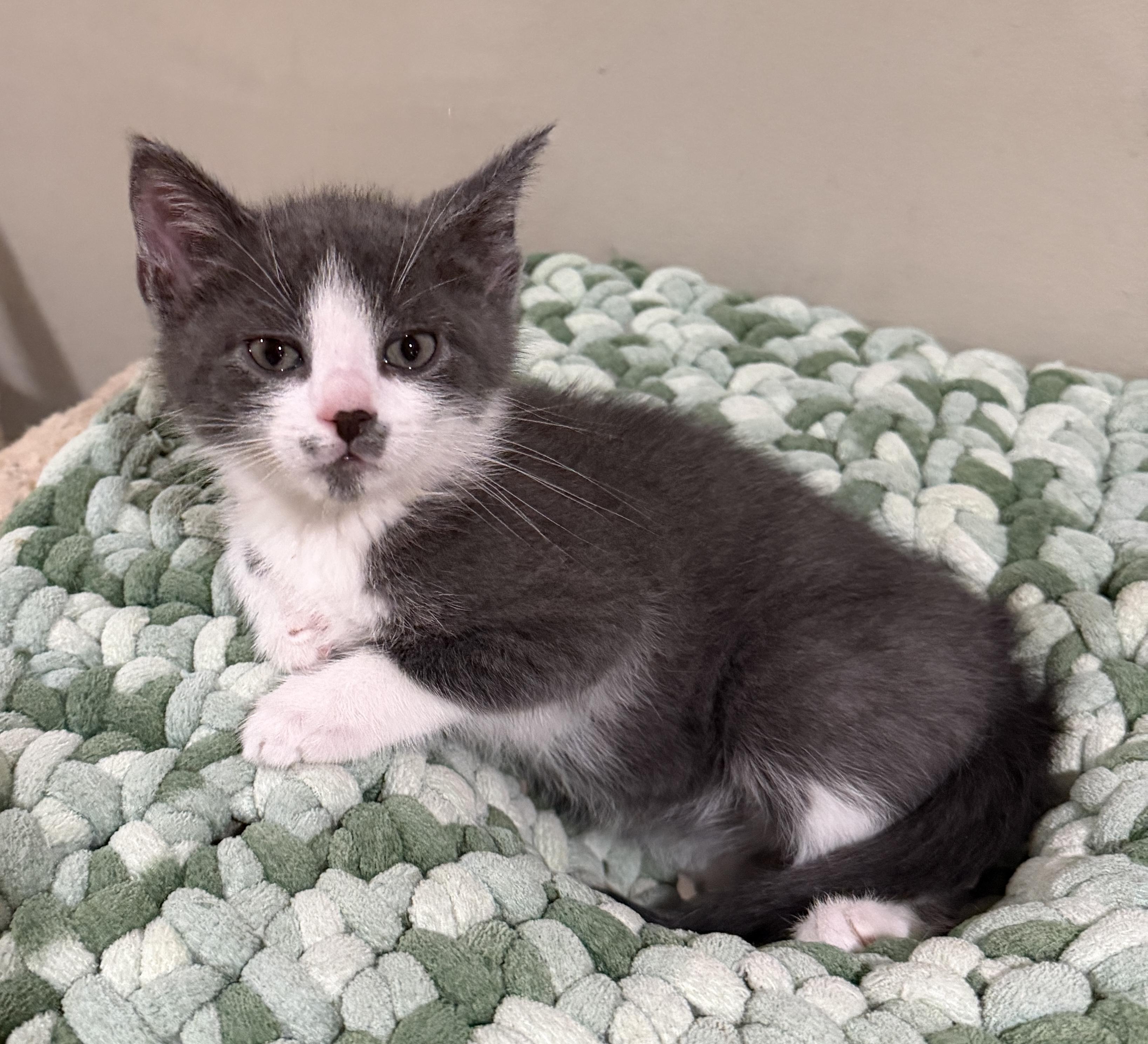 Dayton, Adoptable, Kitten Male Domestic Short Hair.