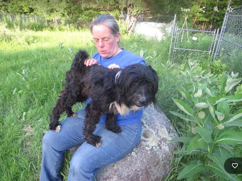 Michael, a Adopted Tibetan Terrier in Clinton, ME image 5/5