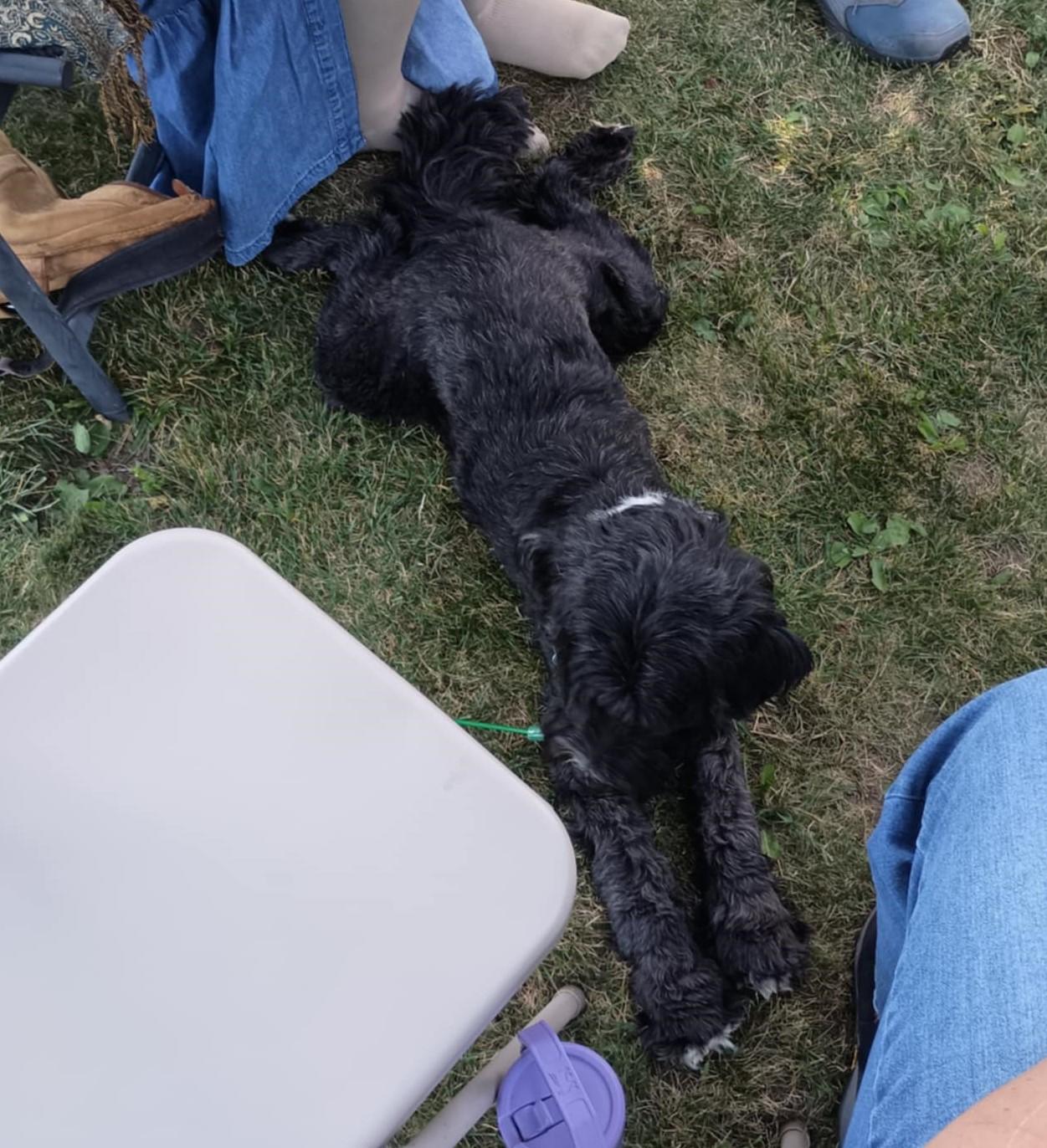 Michael, a Adopted Tibetan Terrier in Clinton, ME image 3/5