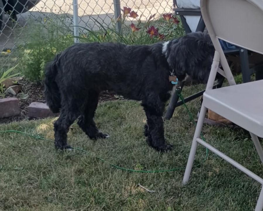 Michael, a Adopted Tibetan Terrier in Clinton, ME image 4/5