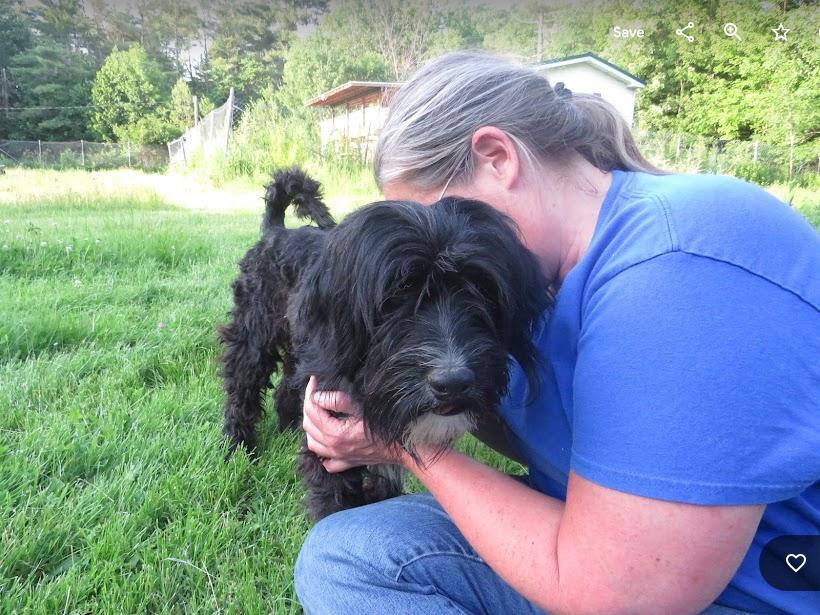 Michael, Adopted, Adult Male Tibetan Terrier.