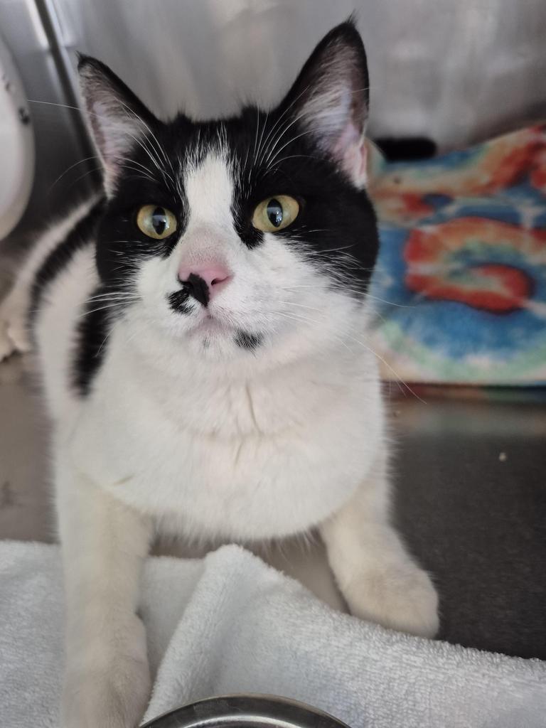 Kiki Girl (Kiki), Adoptable, Young Female Domestic Short Hair.