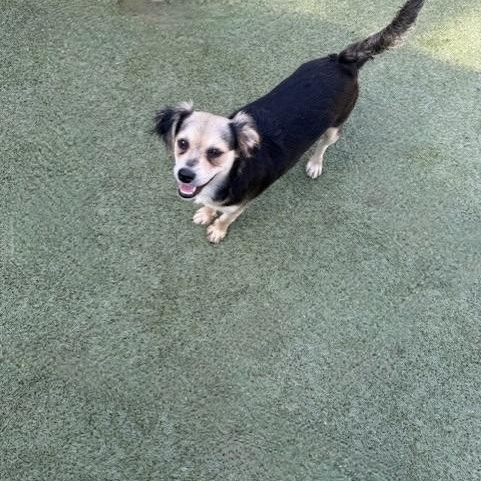 HARROW, Adoptable, Puppy Female Terrier.