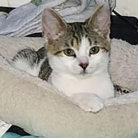 Turbo, a ADOPTABLE Domestic Short Hair in Sewell, NJ image 2/3