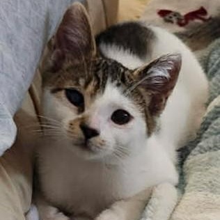 Turbo, a ADOPTABLE Domestic Short Hair in Sewell, NJ image 3/3