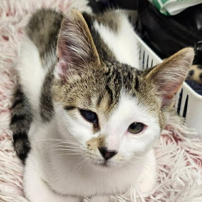 Turbo, a ADOPTABLE Domestic Short Hair in Sewell, NJ image 1/3