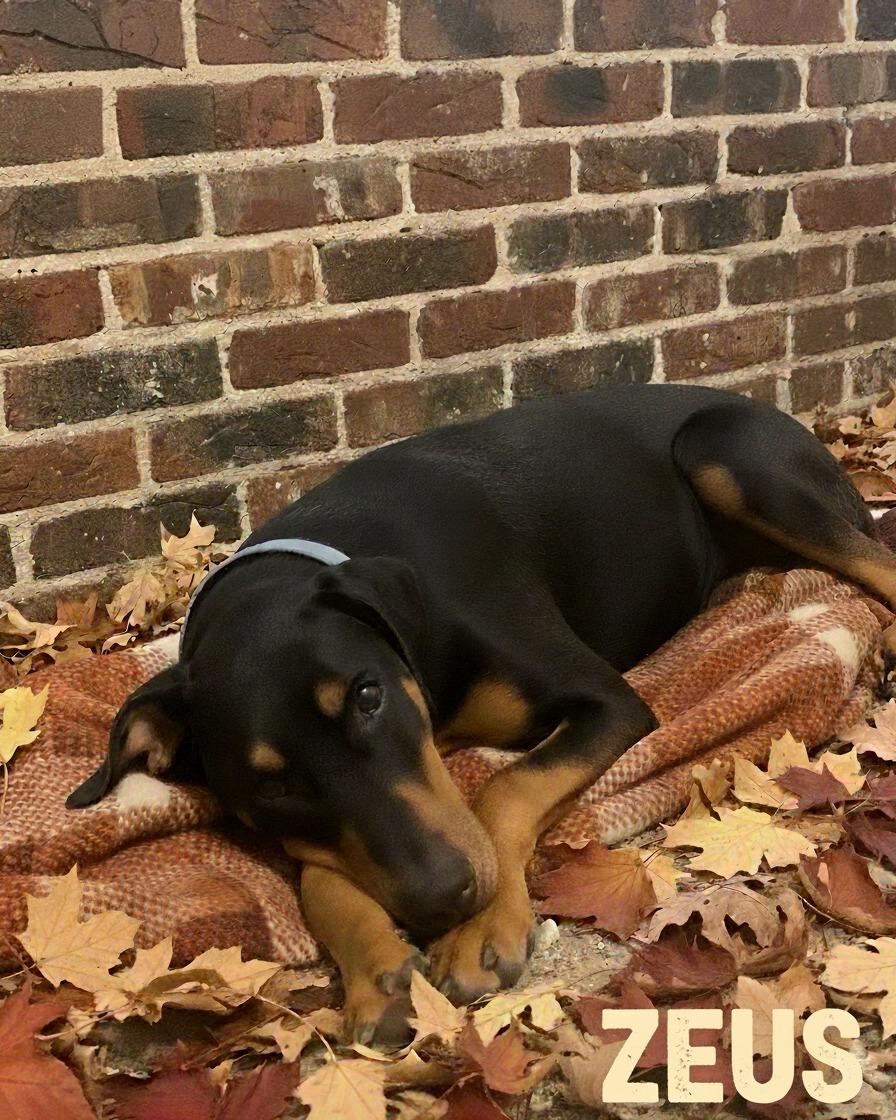 Zeus, ADOPTABLE, Young Male Doberman Pinscher.