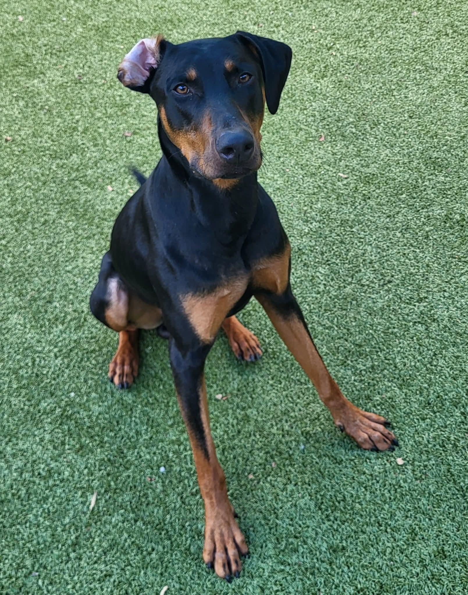 Enlarge Zeus, a ADOPTABLE mixed breed in Knoxville, TN image 5/5