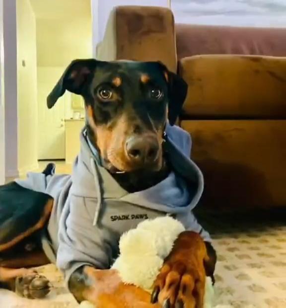 Enlarge Zeus, a ADOPTABLE mixed breed in Knoxville, TN image 2/5