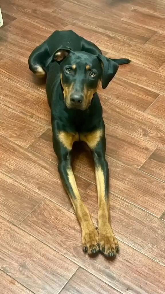 Enlarge Zeus, a ADOPTABLE mixed breed in Knoxville, TN image 4/5