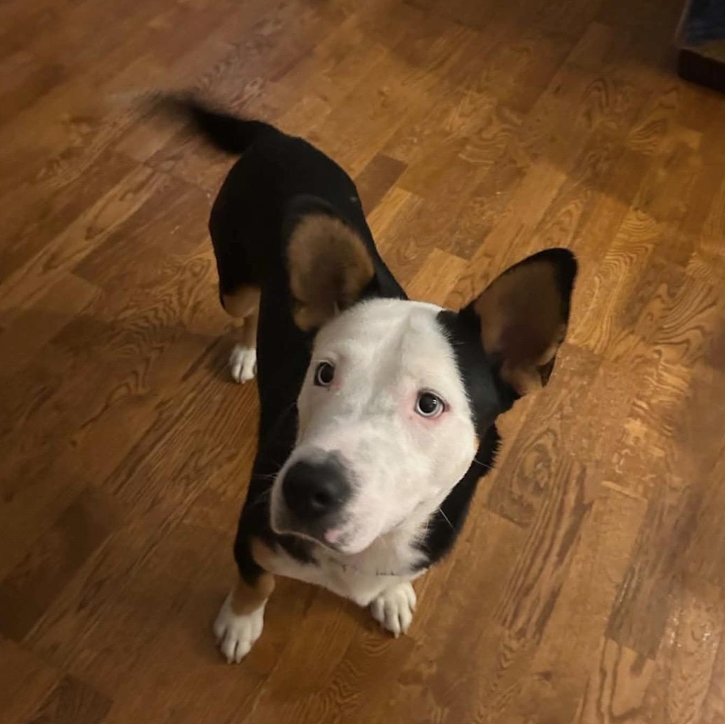 Altuve, adopted, Puppy Male Corgi & American Staffordshire Terrier.