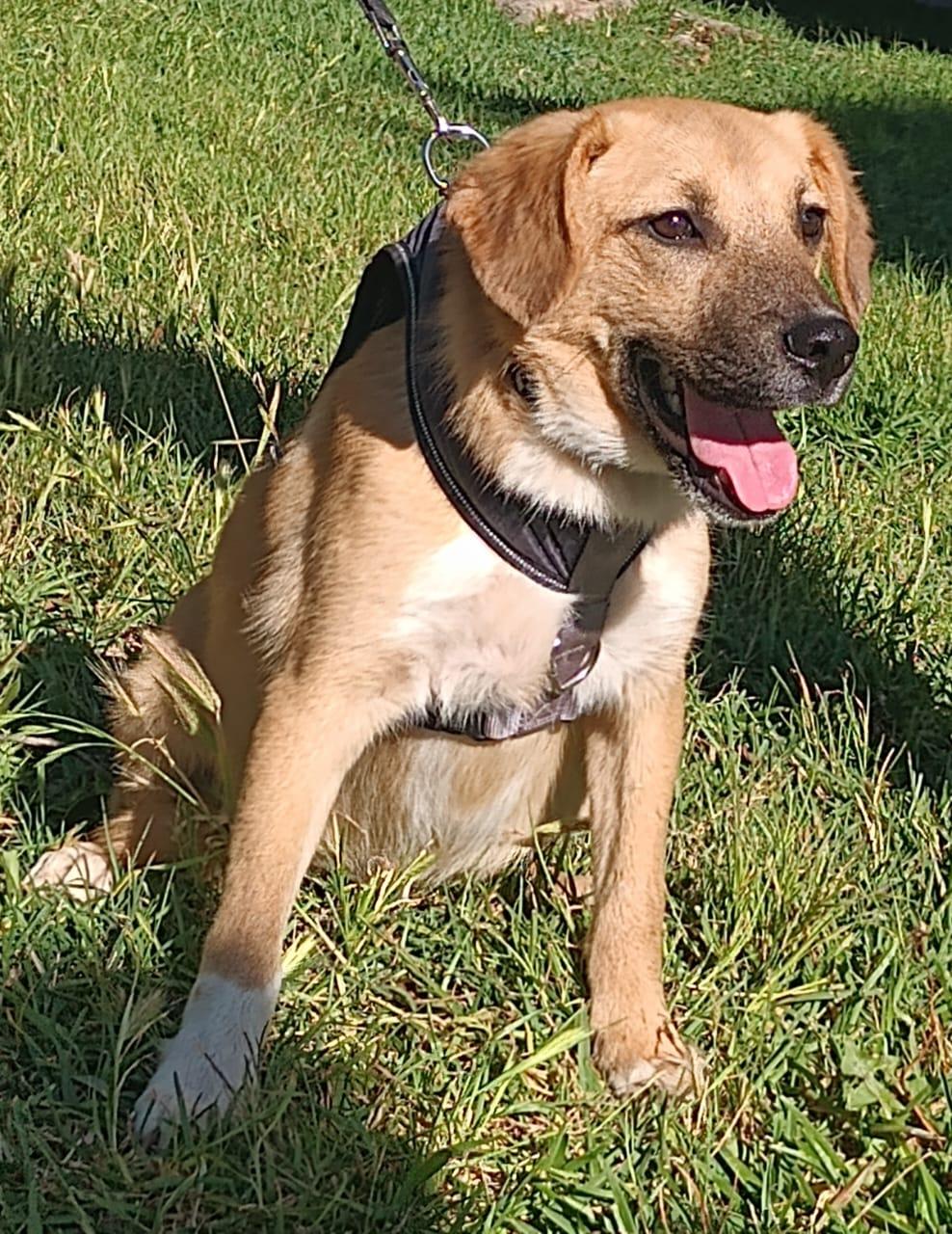 Bambi, a ADOPTABLE mixed breed in Orange, CA image 4/5